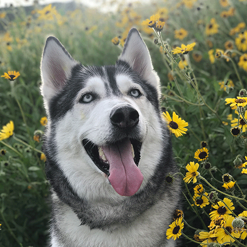 You just booped Ziggy The Husky!